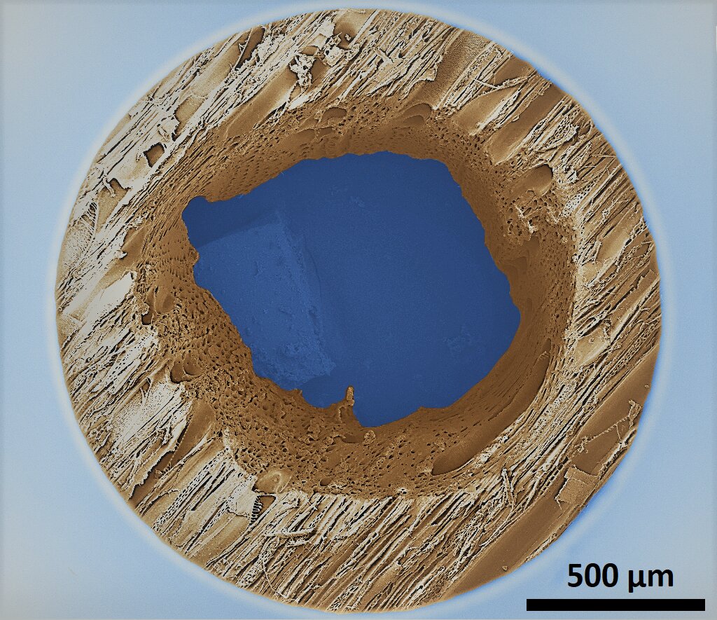 Image of the birch veneer’s surface with a hole shot with a 40W CO2 laser using scanning electron microscope Helons Nanolab 600 (FEI Company). Photo: Kent Gregor Mahla and Maido Merisalu